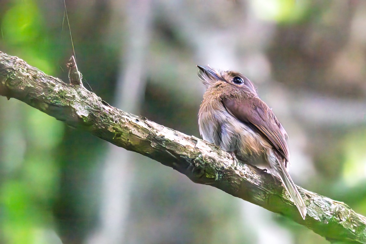 Рыжеватая ленивка - ML645858126