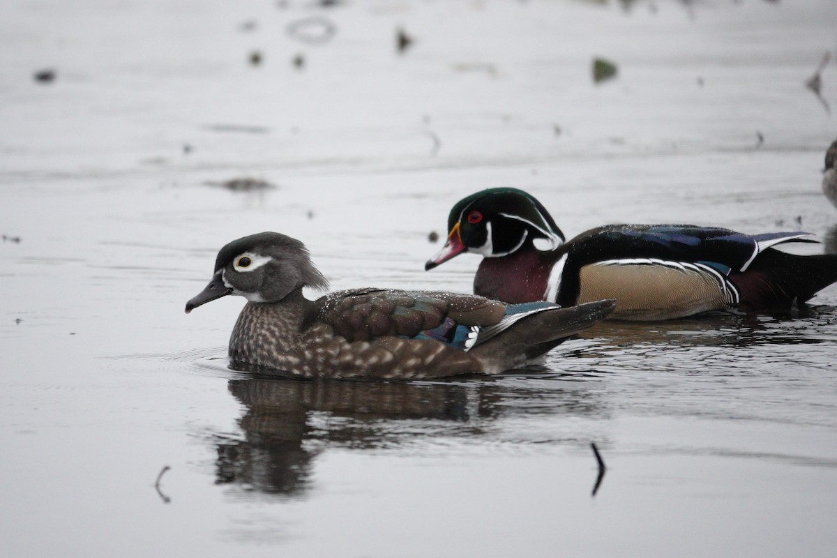 Wood Duck - ML645858128
