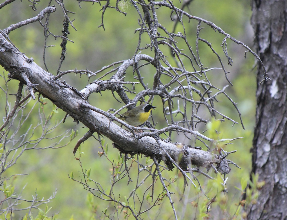 Common Yellowthroat - ML645858131