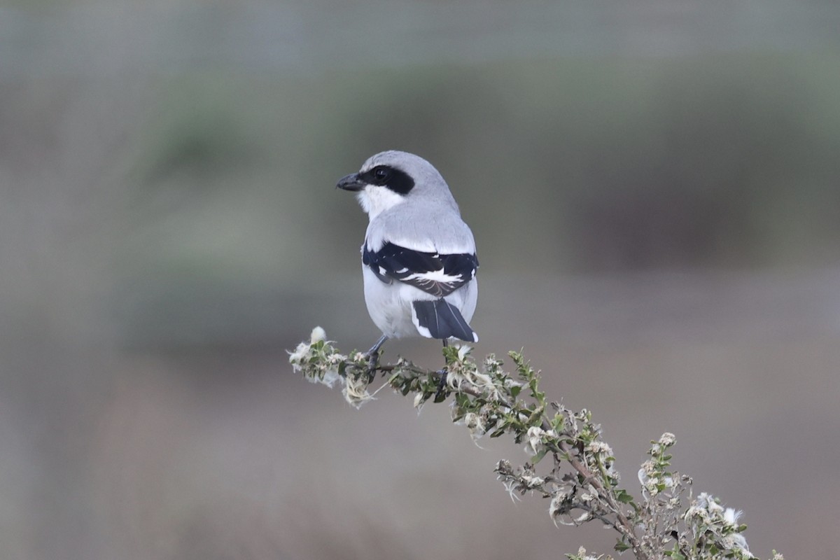 Alcaudón Americano - ML645858133