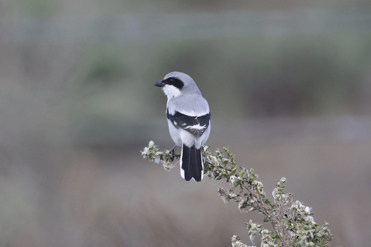 Alcaudón Americano - ML645858134