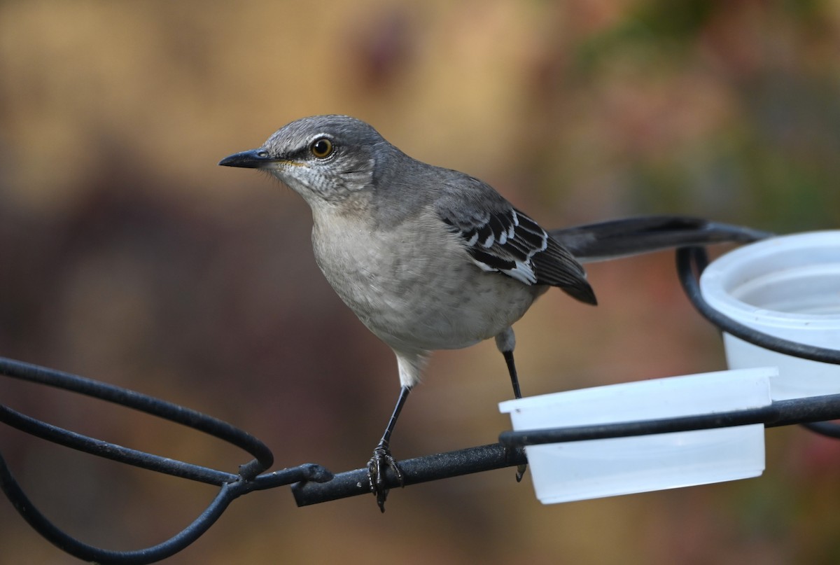 Northern Mockingbird - ML645858135