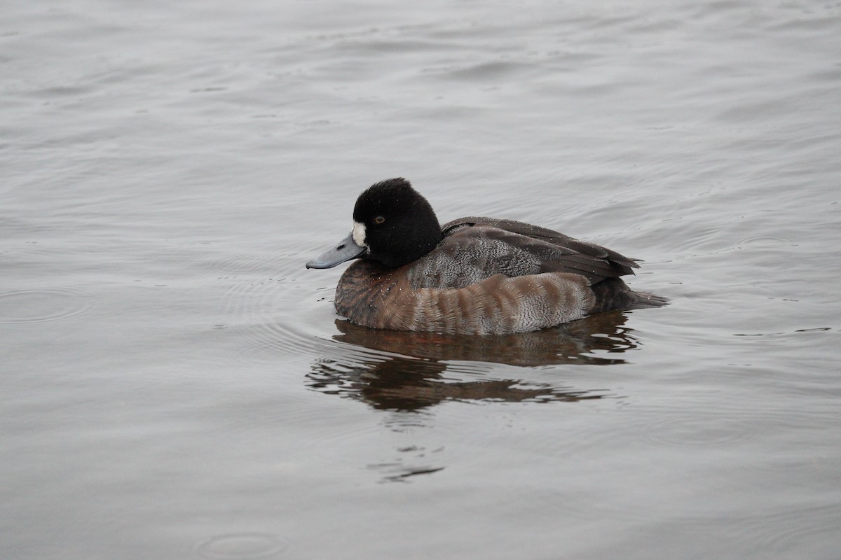 Lesser Scaup - ML645858138