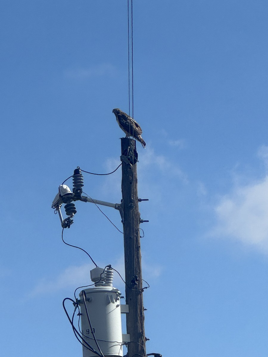 Poiana codarossa - ML645858139