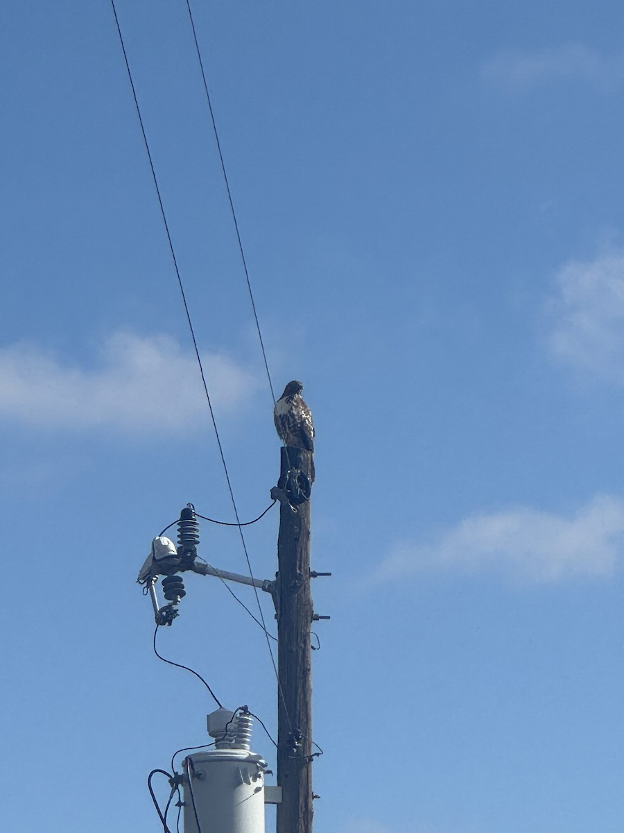 Poiana codarossa - ML645858140