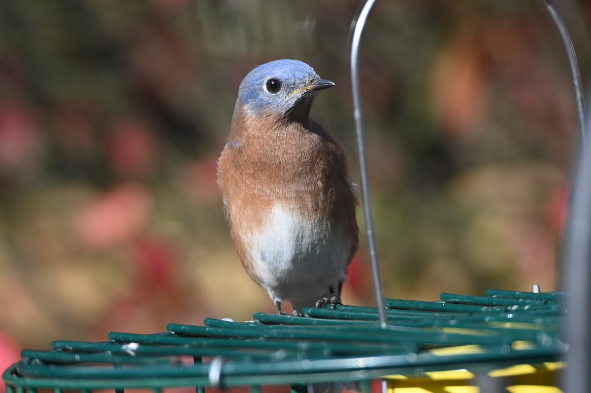 Eastern Bluebird - ML645858142