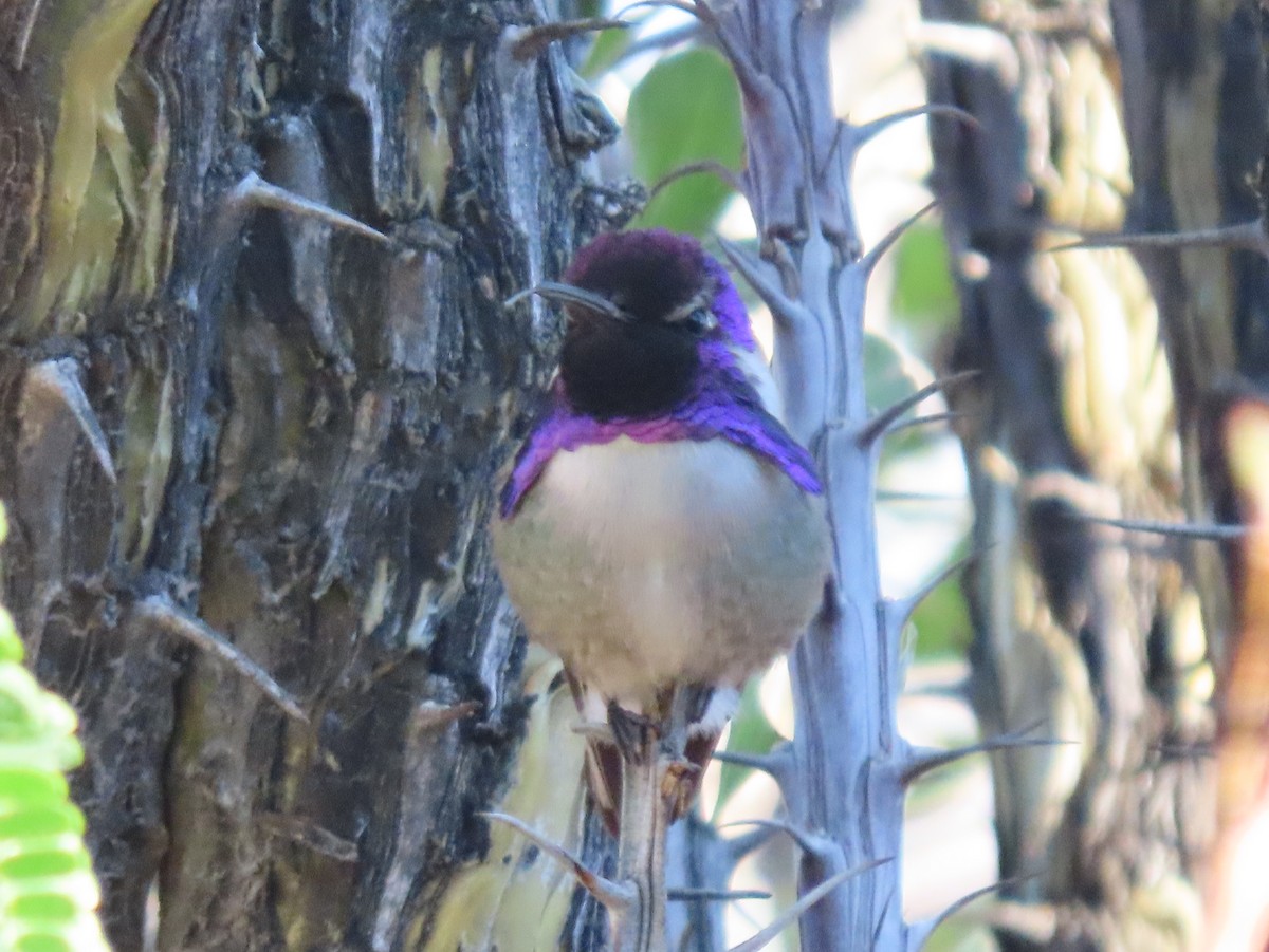 Colibrí de Costa - ML645858143