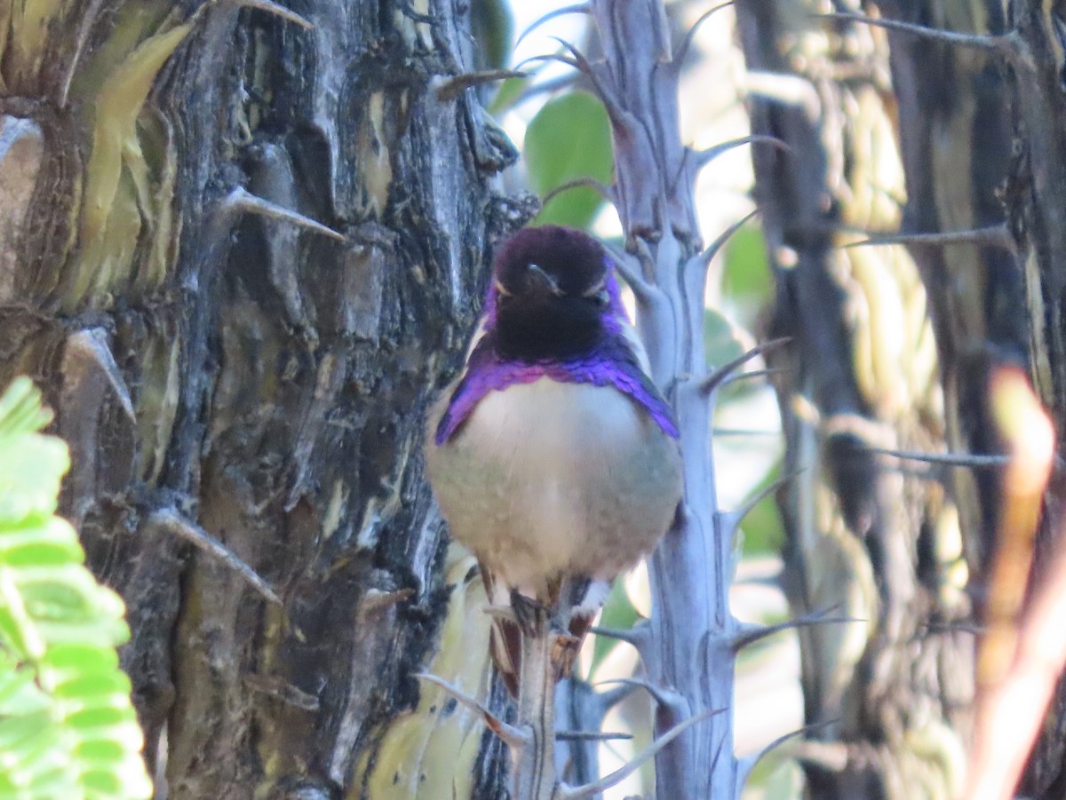 Colibrí de Costa - ML645858144