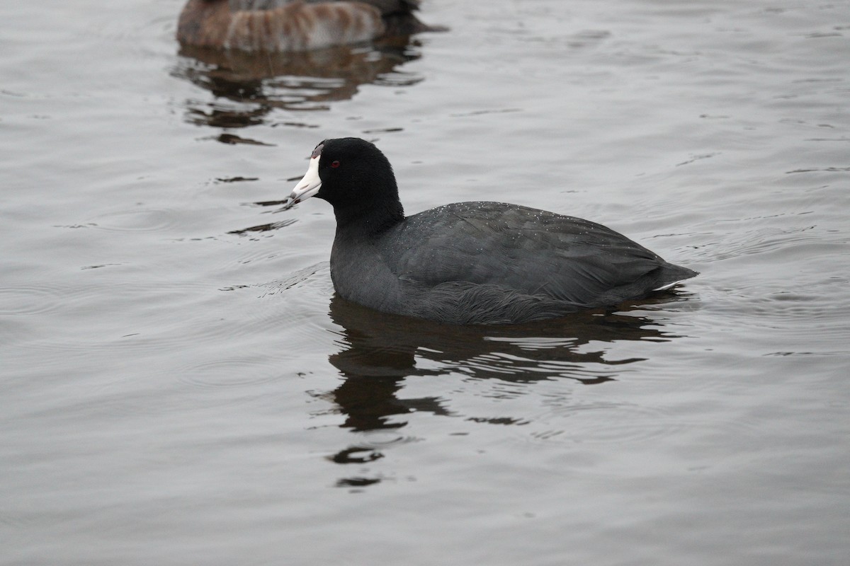 American Coot (Red-shielded) - ML645858147