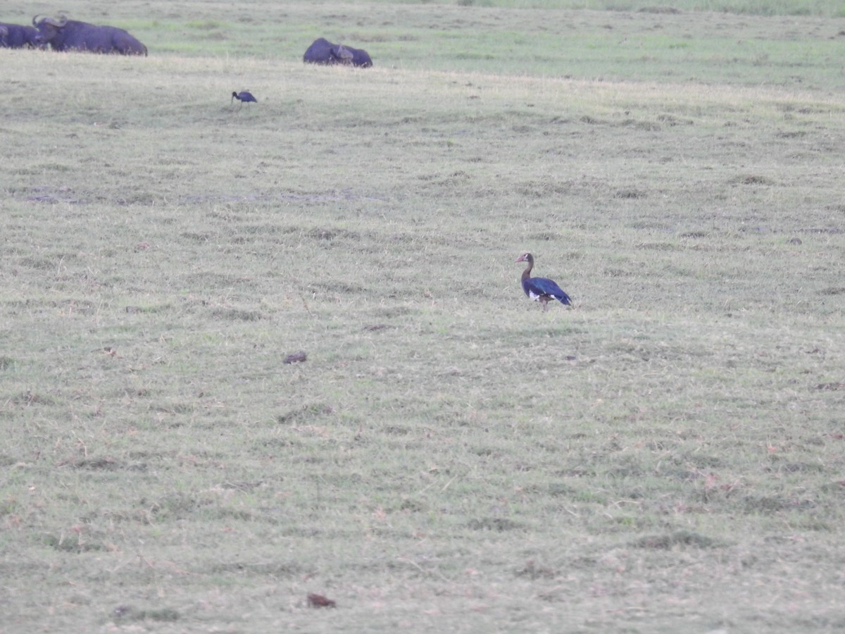 Ganso Espolonado - ML645858149