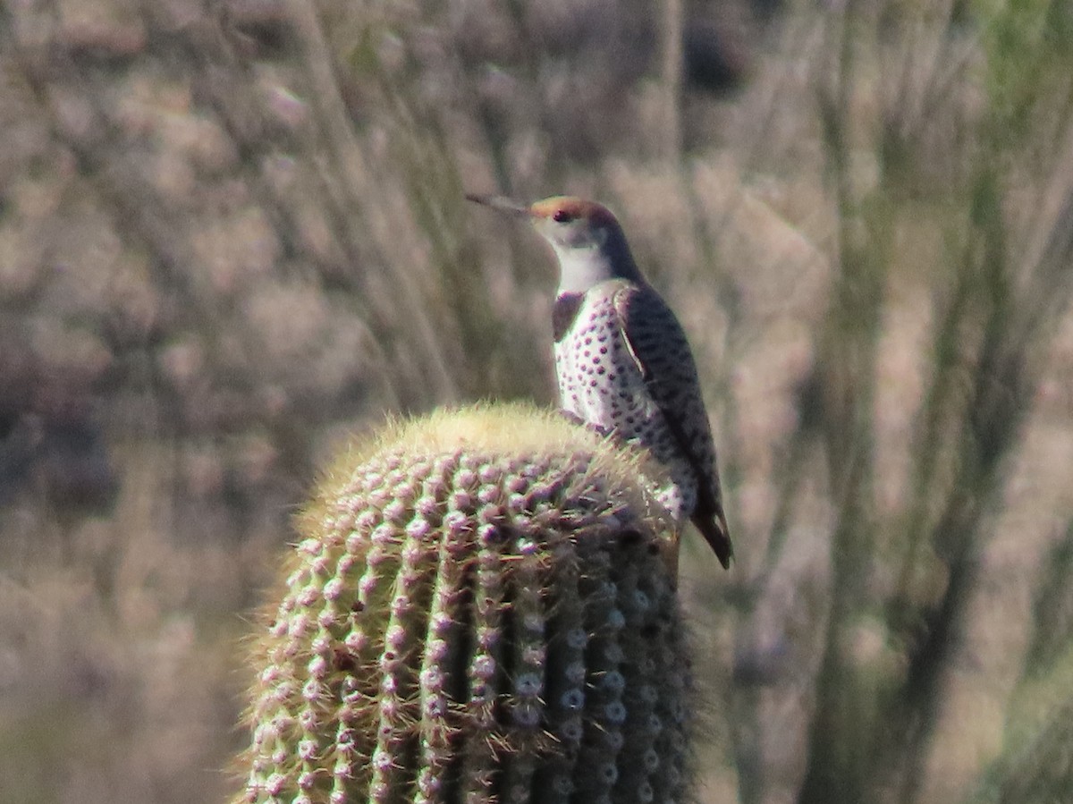 Carpintero Californiano - ML645858150