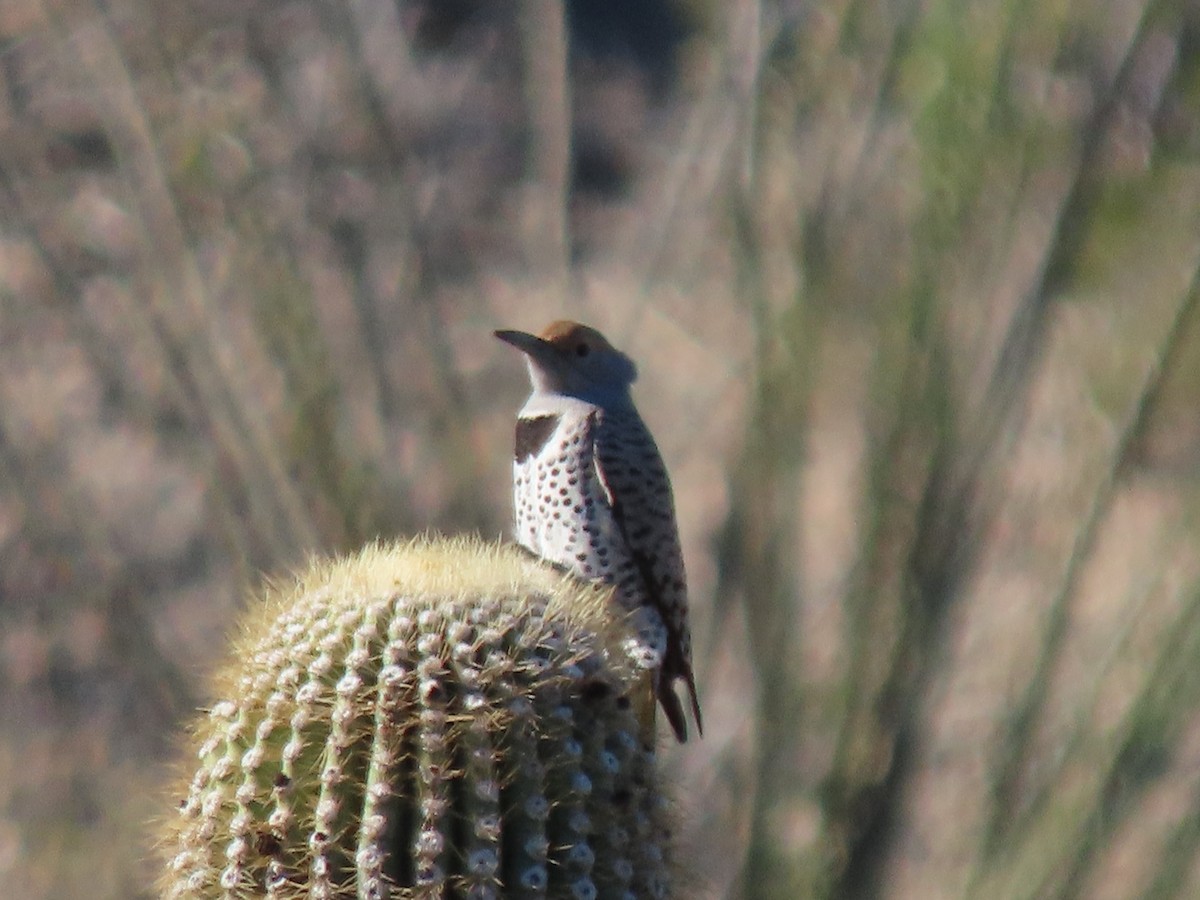 Carpintero Californiano - ML645858151