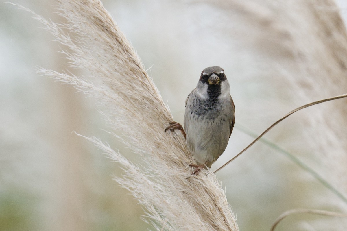 Gorrión Común - ML645858152