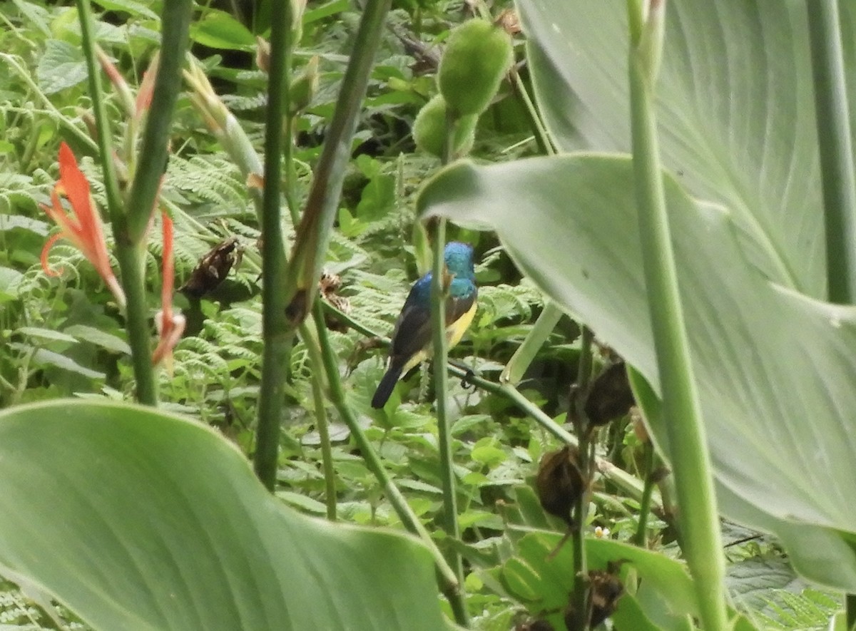 Suimanga Variable - ML645858153