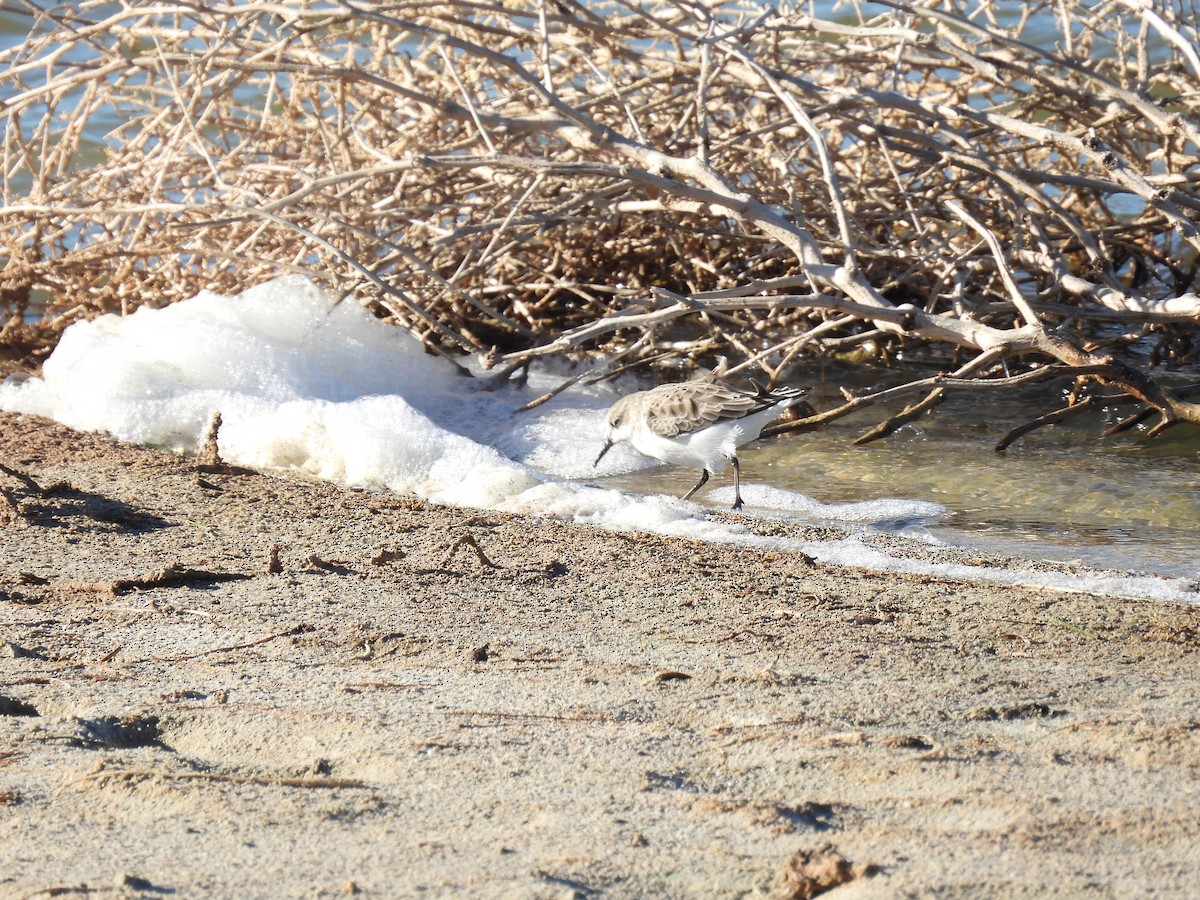 Correlimos Menudo - ML645858154