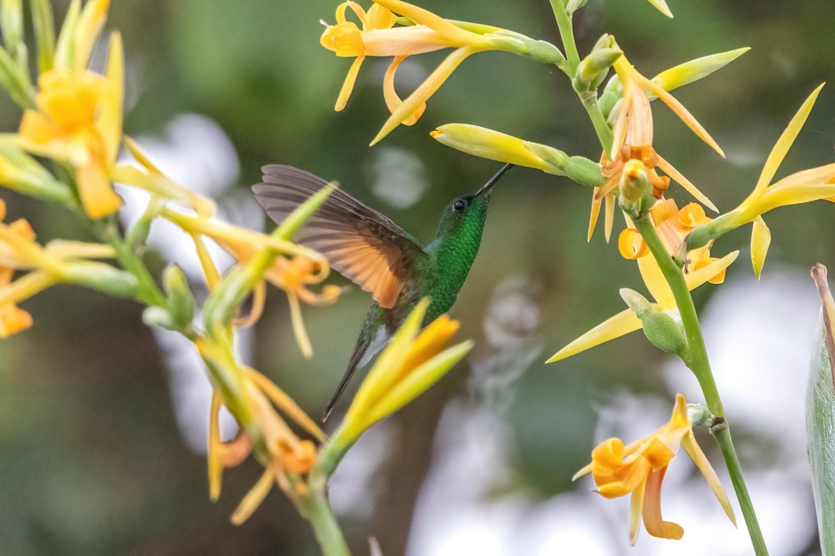 Colibrí Oaxaqueño - ML645858155