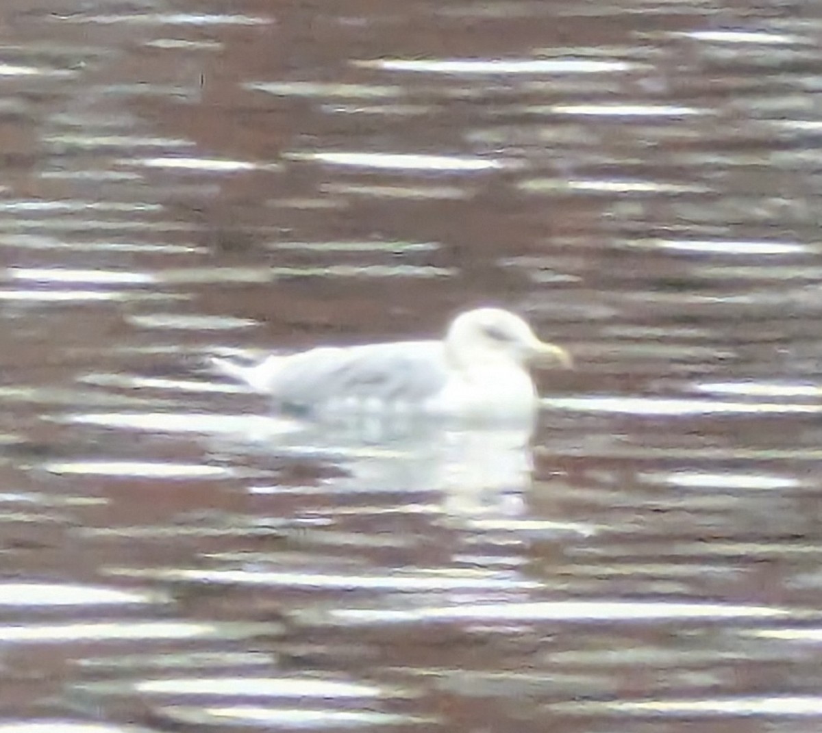 Gaviota Groenlandesa - ML645858156