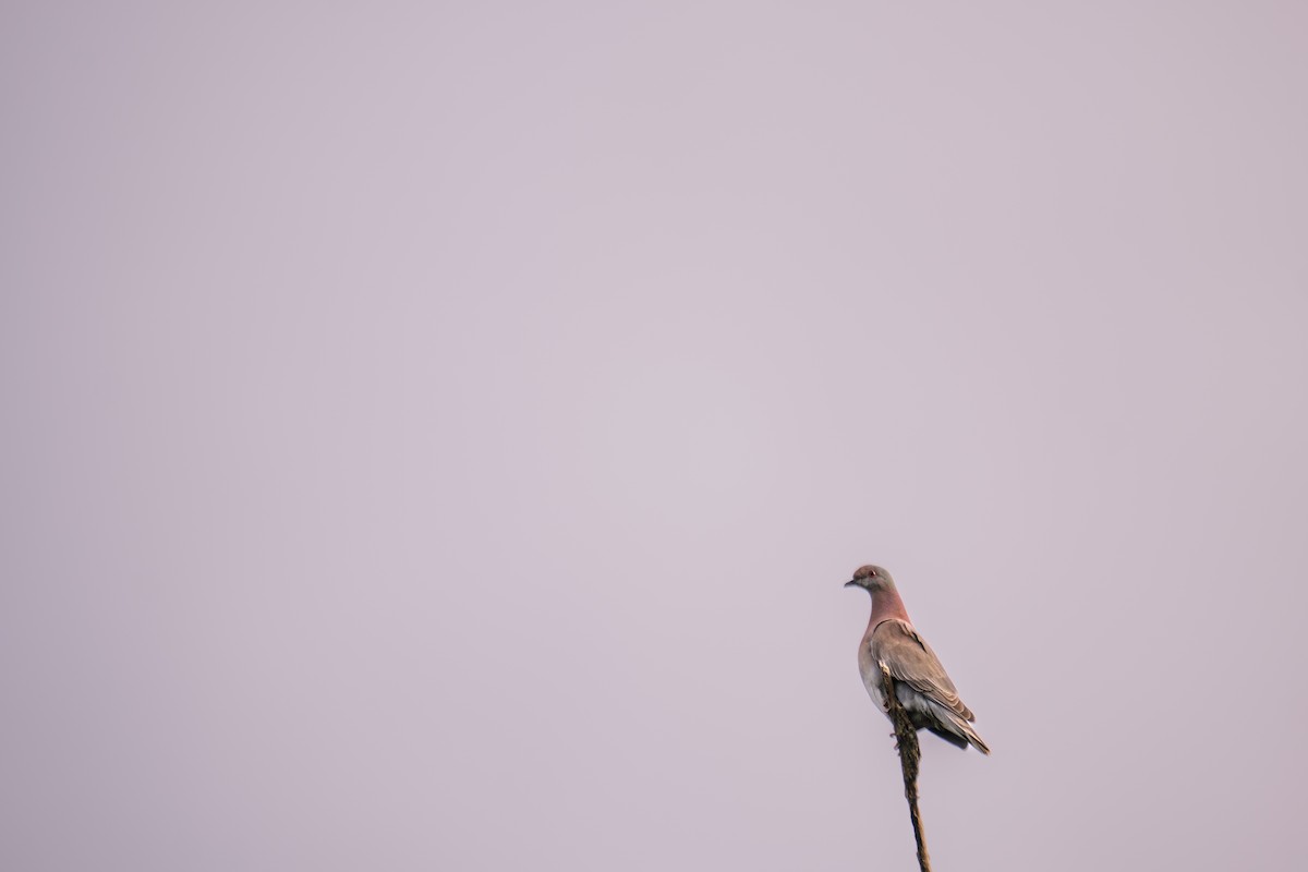 Paloma Colorada - ML645858157