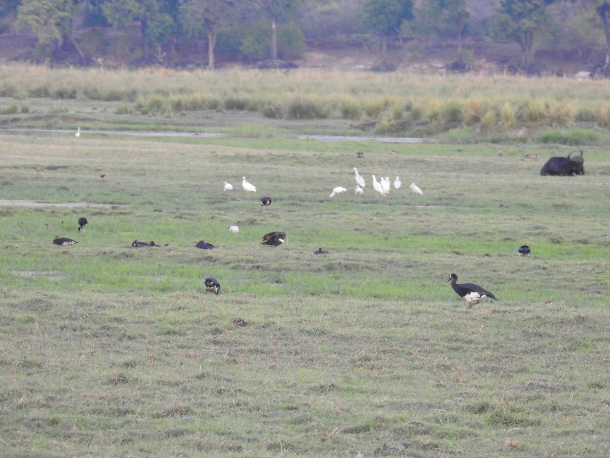 Ganso Espolonado - ML645858158