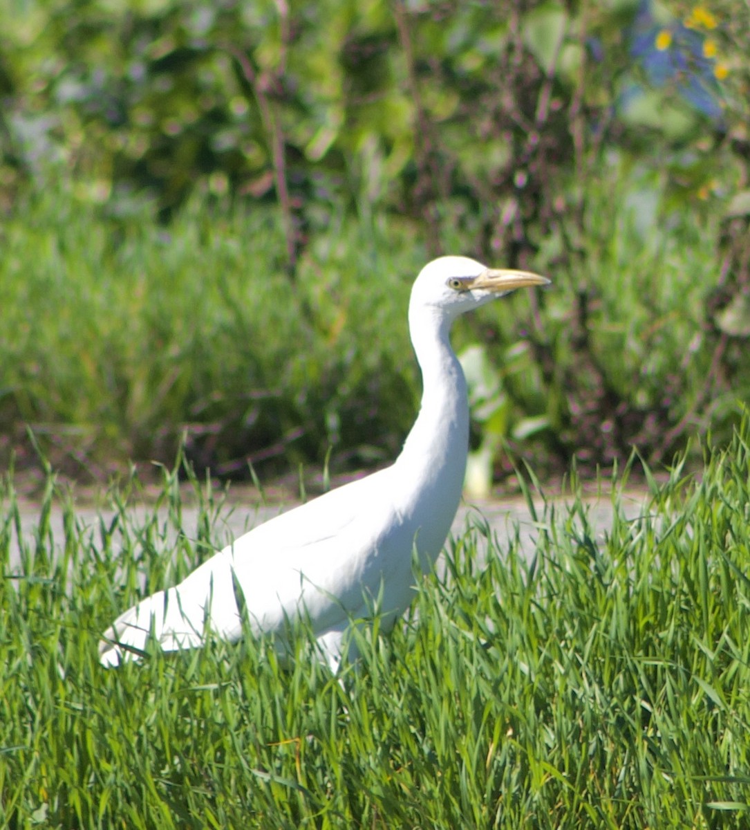 Western Cattle-Egret - ML645858159