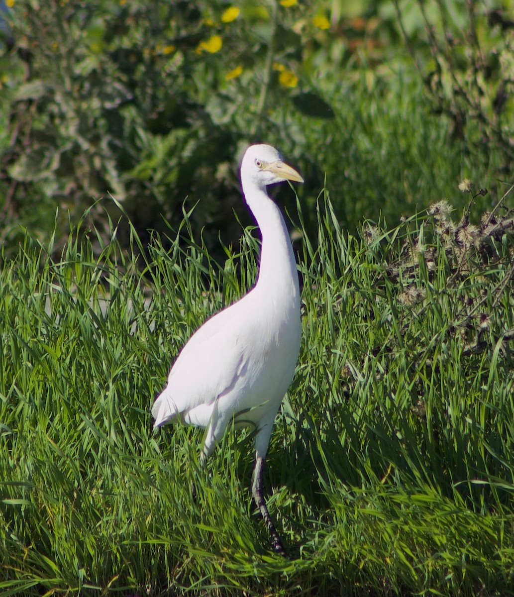 Western Cattle-Egret - ML645858160