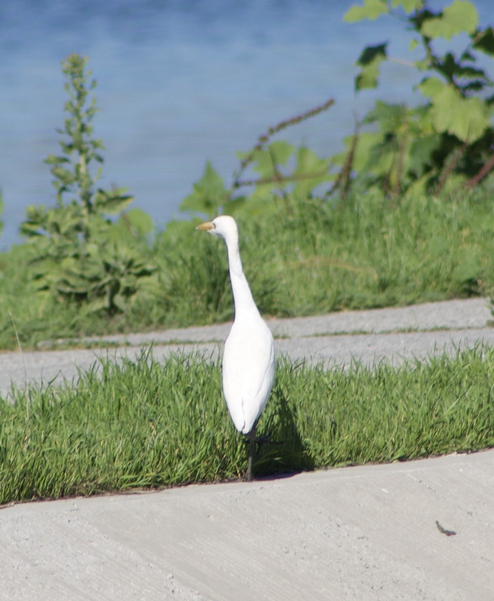 Western Cattle-Egret - ML645858161