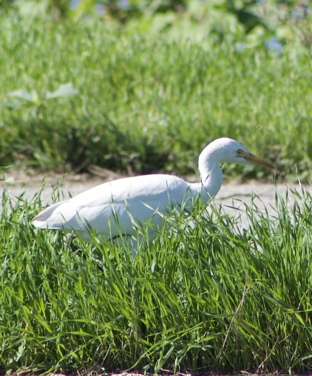 Western Cattle-Egret - ML645858162