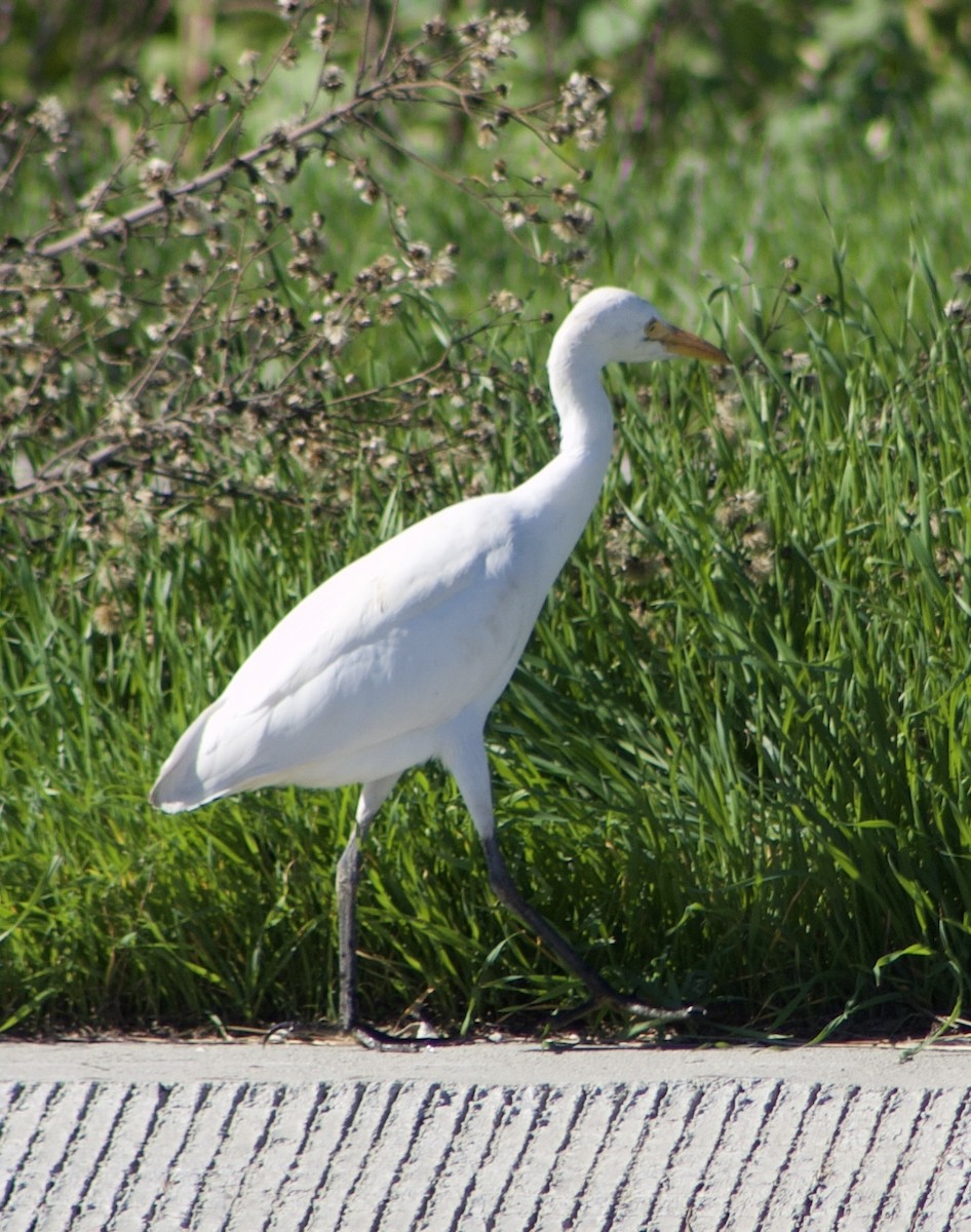 Western Cattle-Egret - ML645858163
