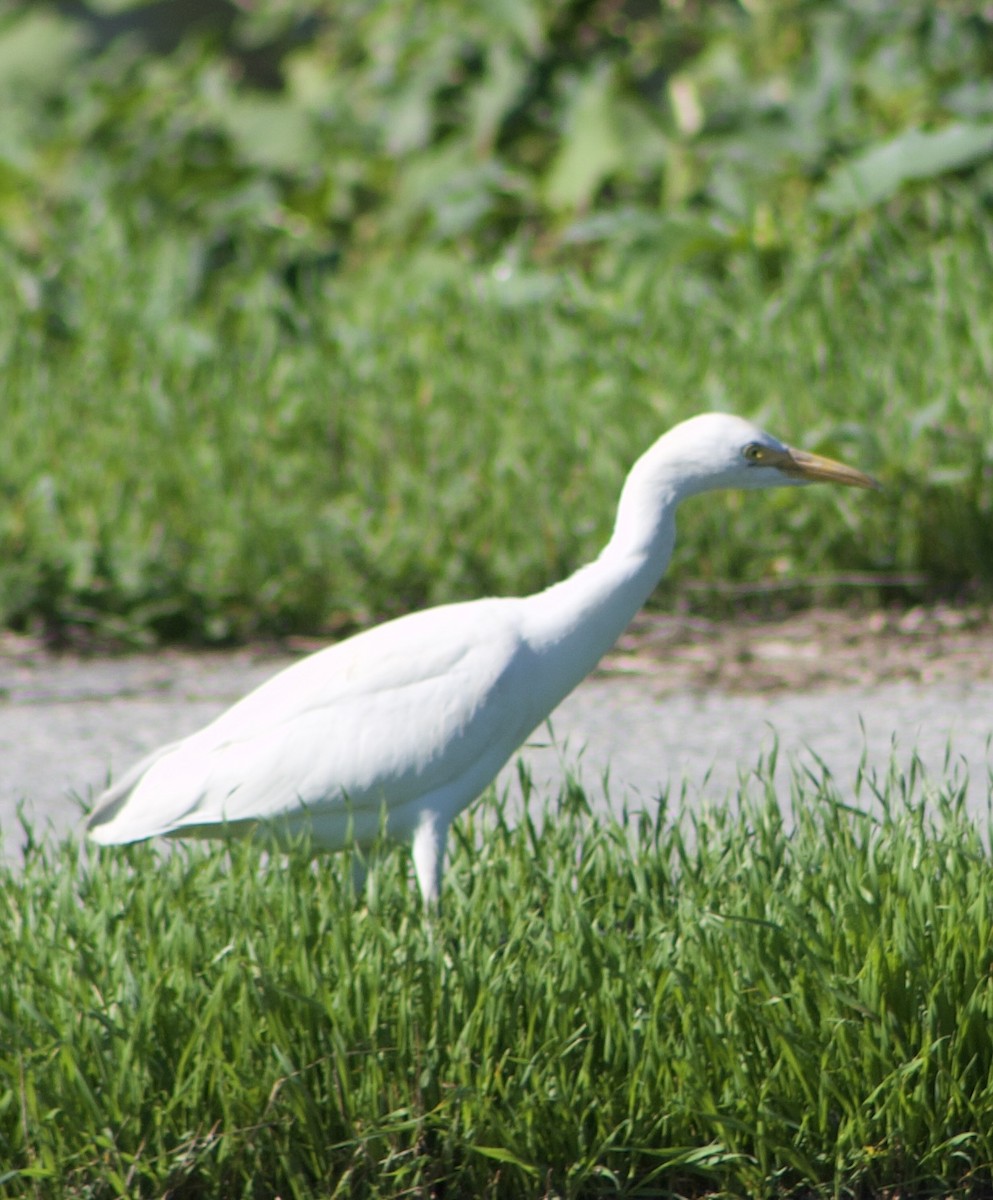 Western Cattle-Egret - ML645858165