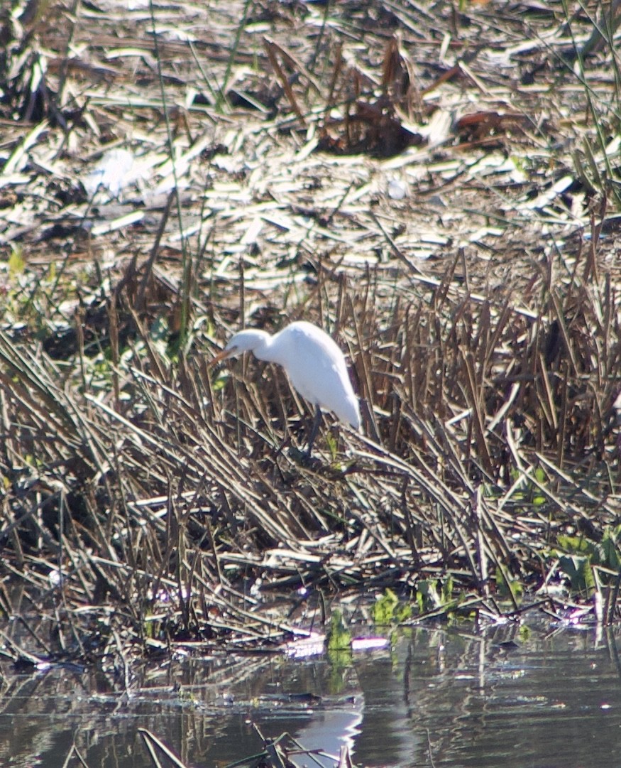 Western Cattle-Egret - ML645858166