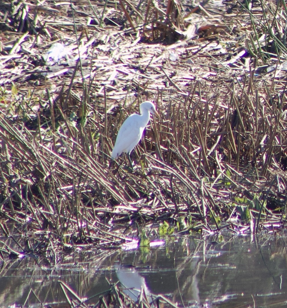 Western Cattle-Egret - ML645858167