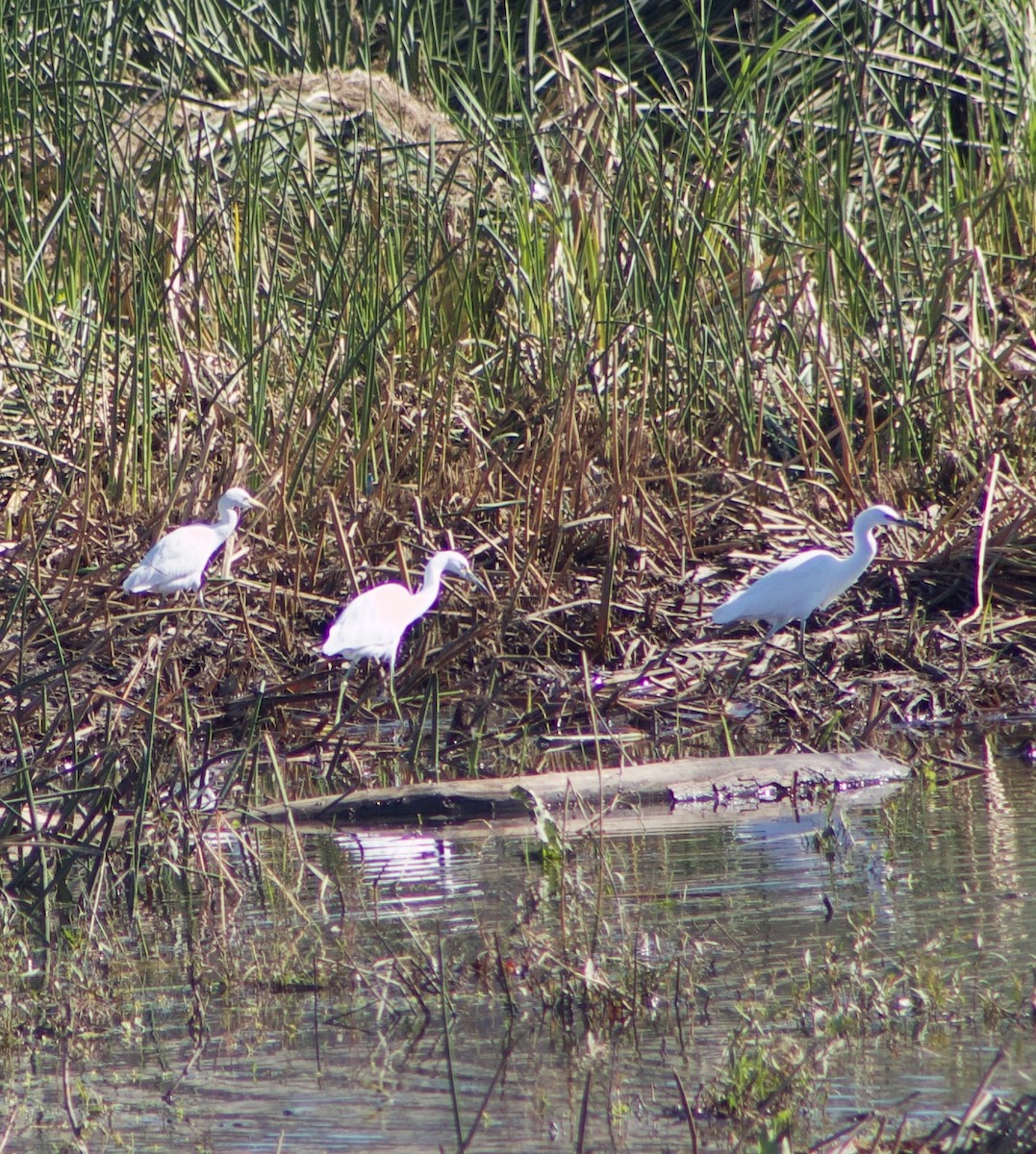 Western Cattle-Egret - ML645858168