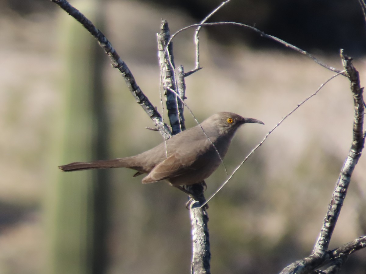 Cuitlacoche Piquicurvo - ML645858169
