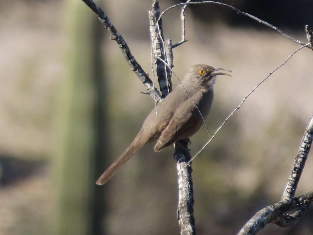 Cuitlacoche Piquicurvo - ML645858170