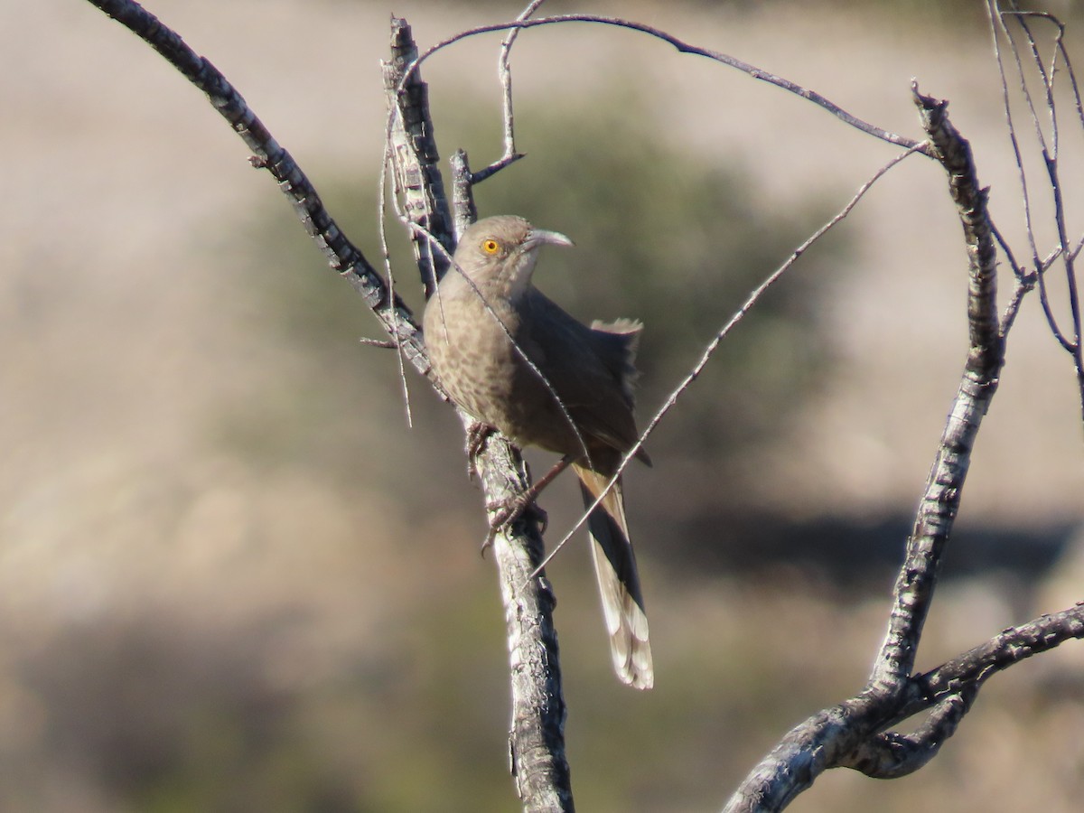 Cuitlacoche Piquicurvo - ML645858171