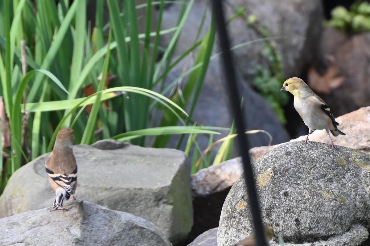 Jilguero Yanqui - ML645858173