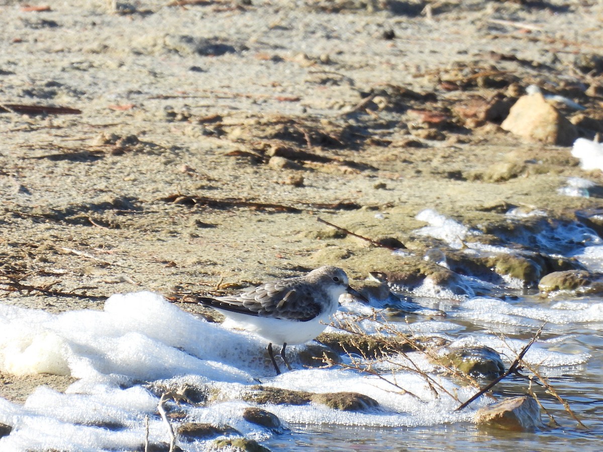 Correlimos Menudo - ML645858174