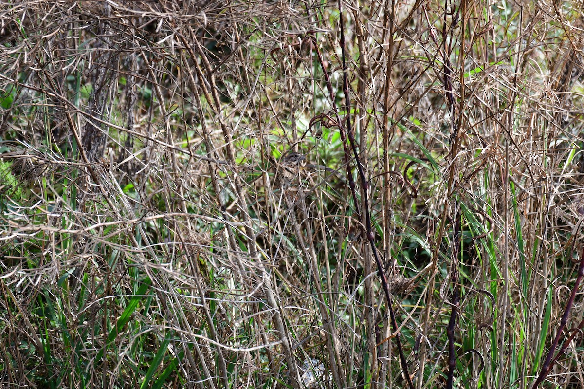 Song Sparrow - ML645858175