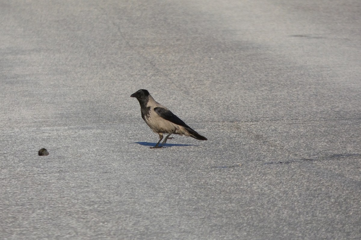 Corneja Cenicienta - ML645858176