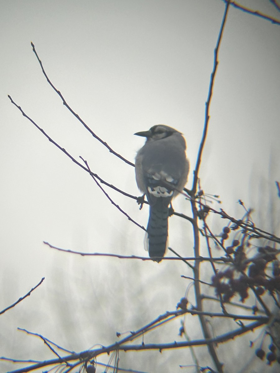 Chara Azul - ML645858183