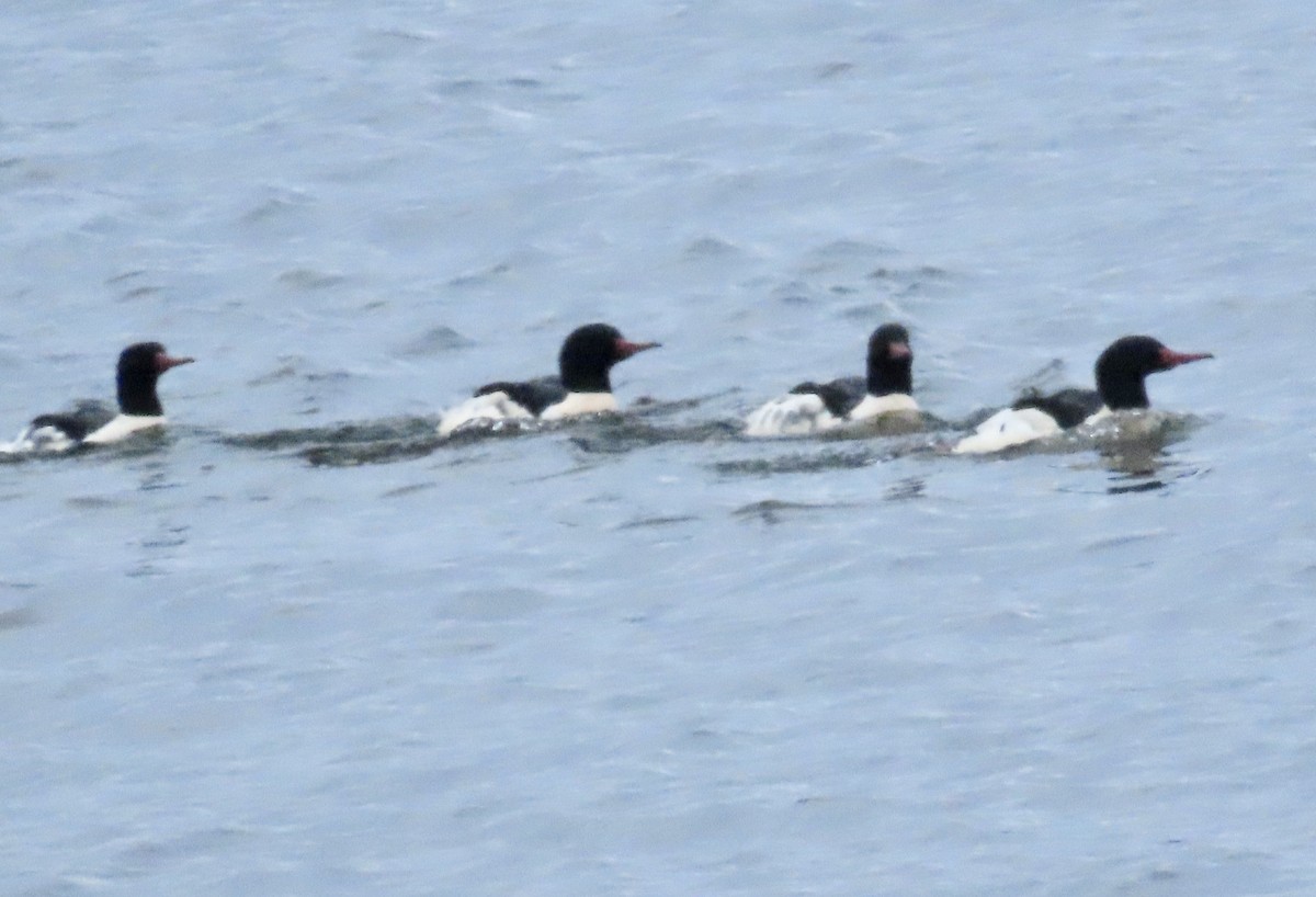 Serreta Grande - ML645858186