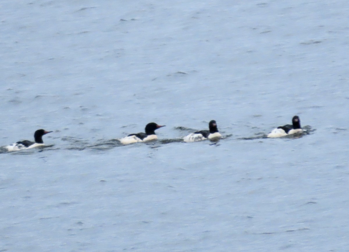 Serreta Grande - ML645858187