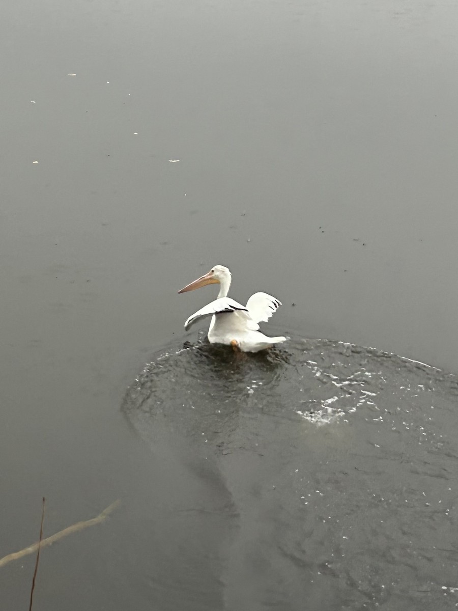American White Pelican - ML645858191