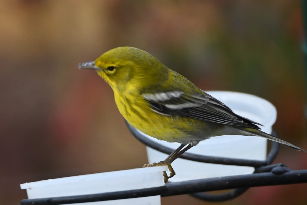Pine Warbler - ML645858193