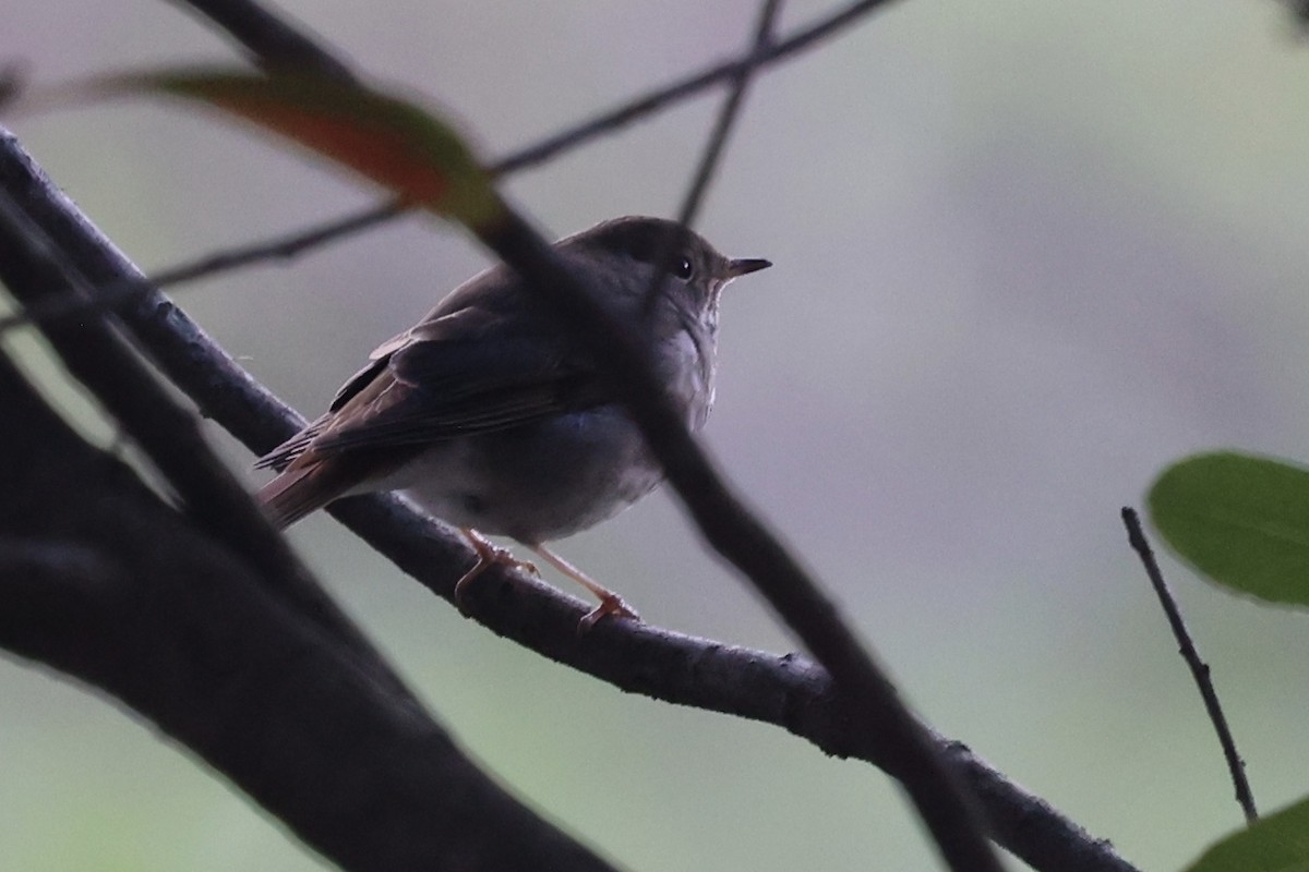 Hermit Thrush - ML645858200