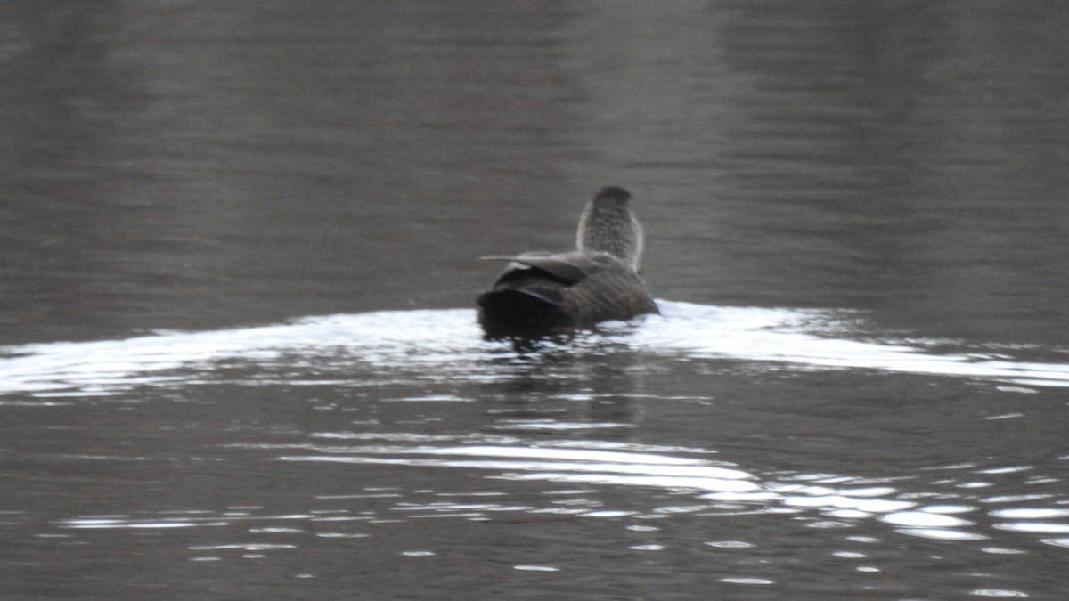 rødfotand - ML645858203