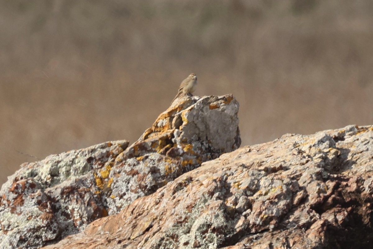 Rufous-crowned Sparrow - ML645858221