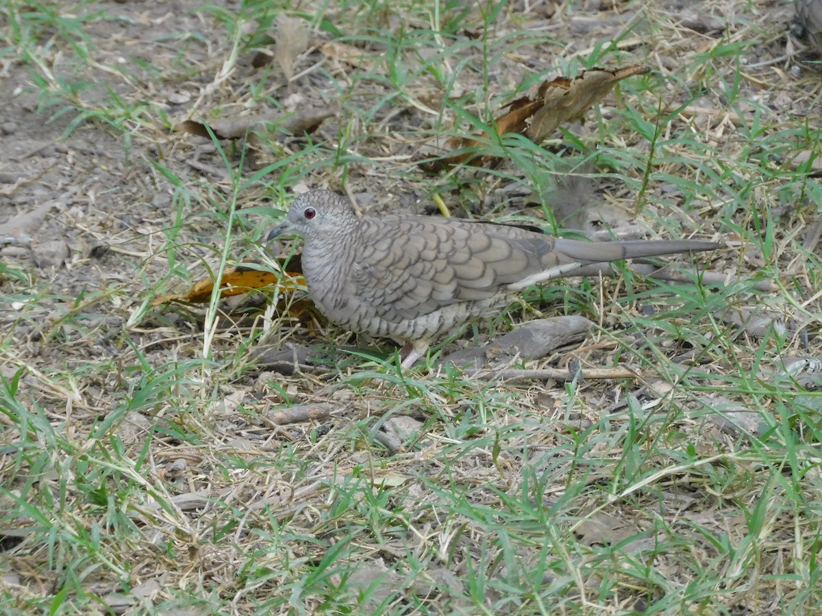 Inca Dove - ML645858223