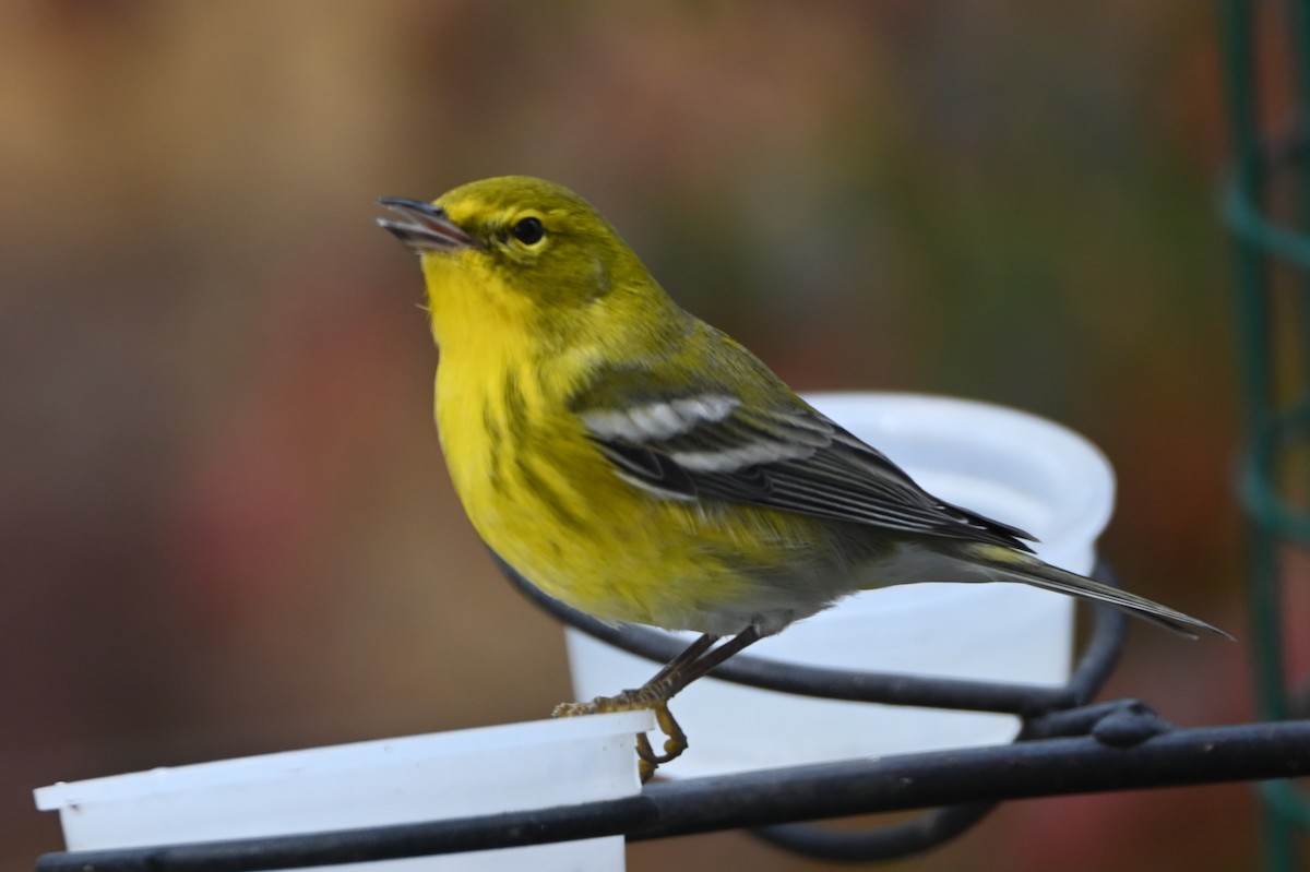 Pine Warbler - ML645858225