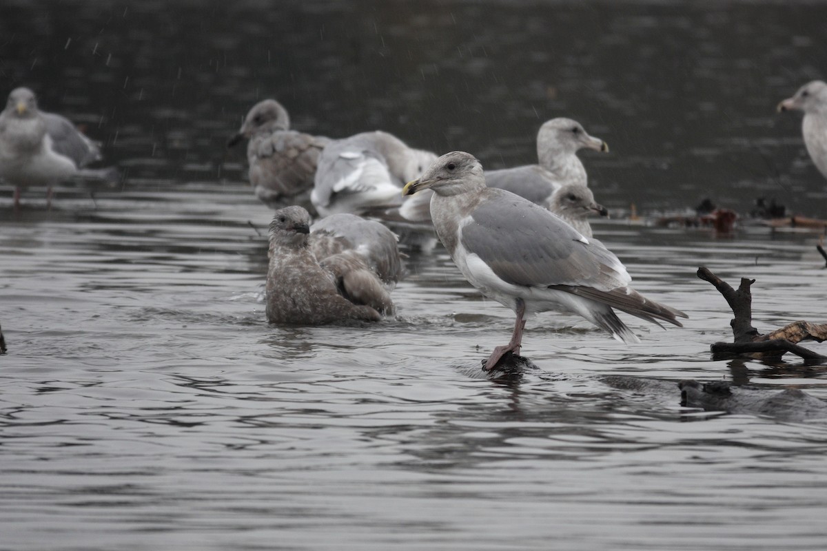 Western/Glaucous-winged Gull - ML645858227